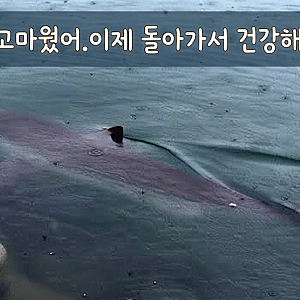 "드디어 바다로 간다!" 부산 북항 상어 부캉이 바다로 돌려보내는 방법과 시기 총정리