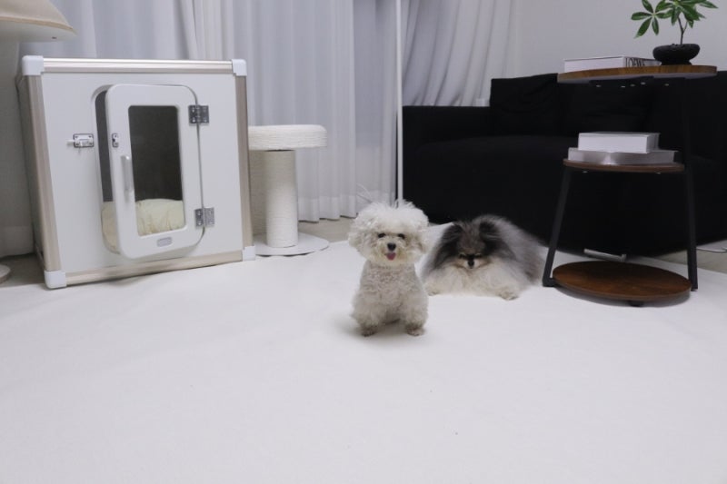 고양이 강아지 미끄럼방지 매트 애견매트 추천 논슬립 릴리브 펫러그