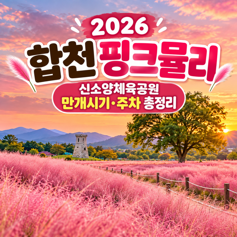 2026 합천 핑크뮬리 여기 진짜 이쁨!! 10월초가 제일 예뻐요.