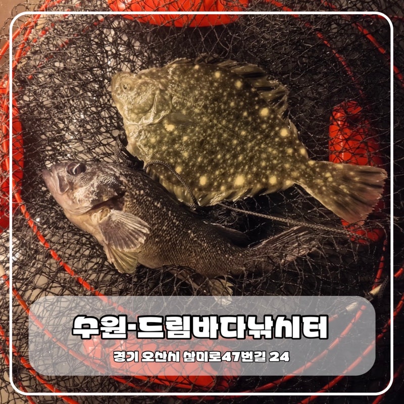 수원 놀거리 내가 잡은 물고기를 바로 회 떠먹을 수 있다고? 드림바다실내낚시터