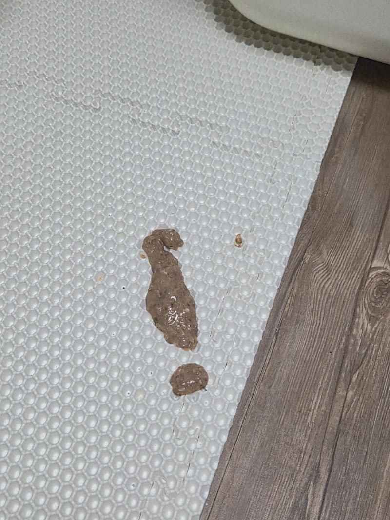 고양이 구토 원인, 사료토 자주 한다면 확인해요