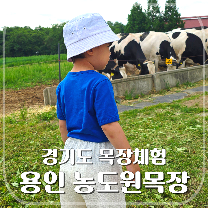 Yongin Nongdowon Ranch: A Review of Our Ranch Experience with a 33-Month-Old Child