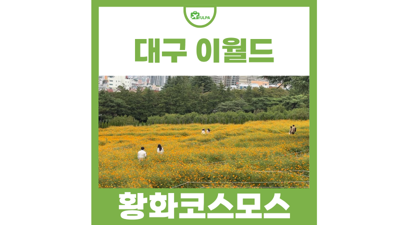 E-World in Daegu: A Date Course Recommendation for Enjoying Cosmos Flowers