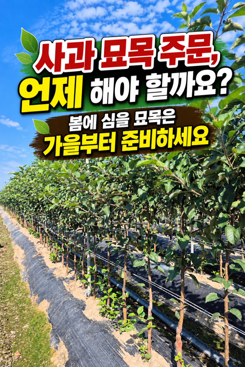 사과 묘목 주문, 언제 해야 할까요? 봄에 심을 묘목은 가을부터 준비하세요