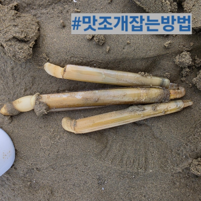 [태안 갯벌체험] 맛조개 잡는법 총정리! 준비물부터 구멍찾기, 해감 노하우까지