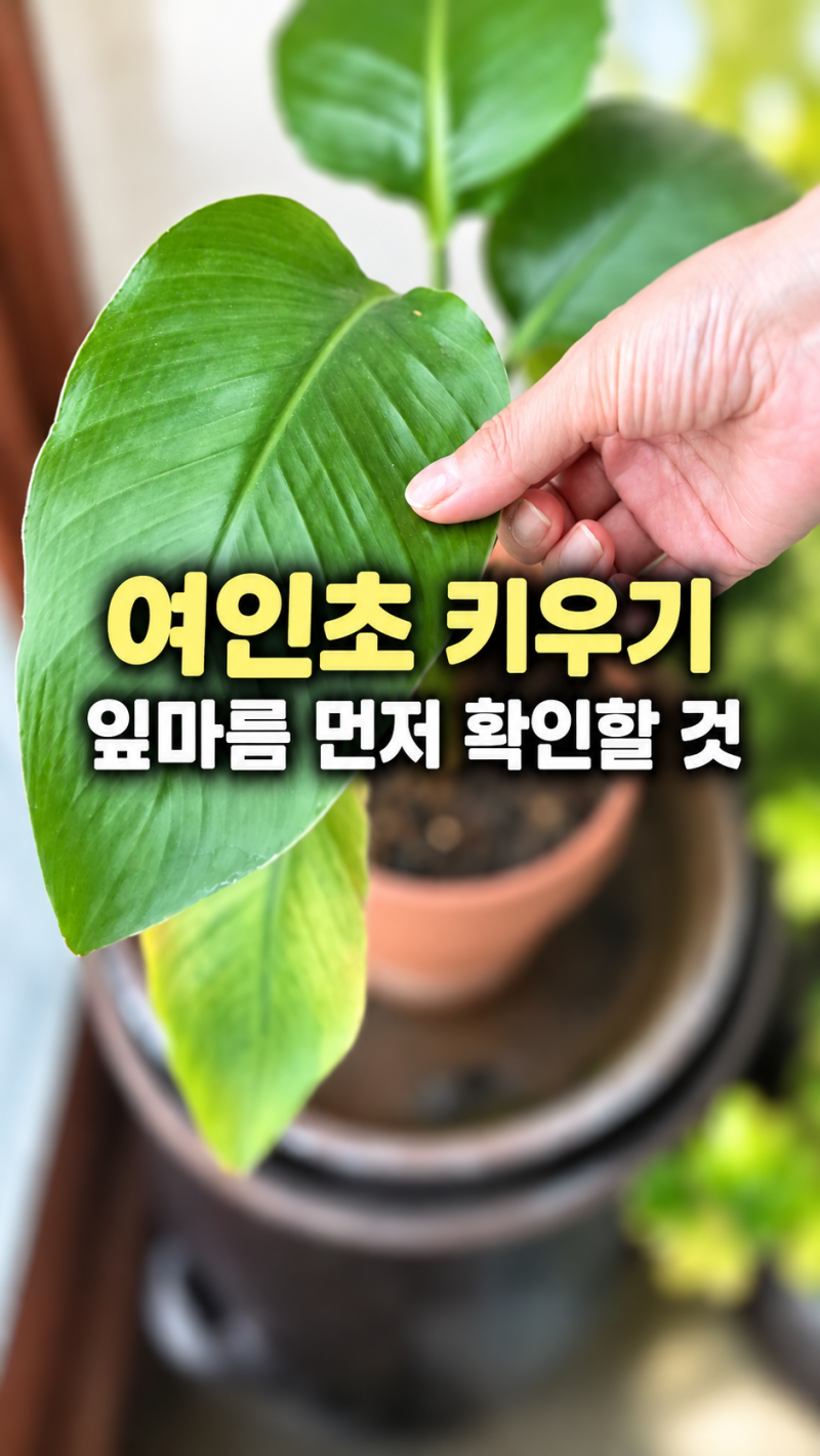 여인초 키우기, 잎마름이 시작됐다면 먼저 확인할 것