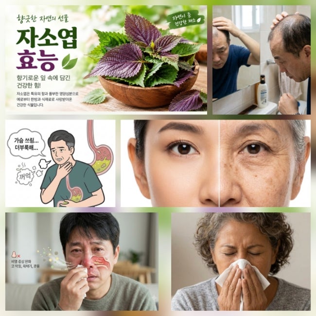 감기 예방부터 비염 완화, 탈모 케어까지 자소엽(차조기) 핵심 효능