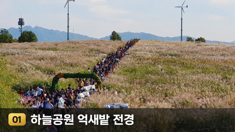서울억새축제 하늘공원 억새 언제 절정일까, 코스·교통·전망대 포인트까지