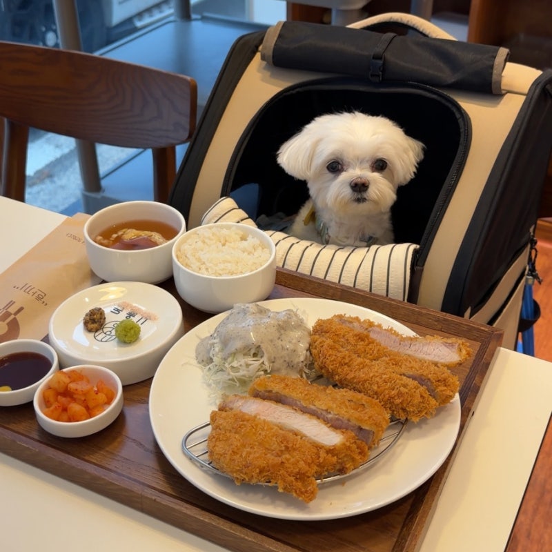 순천 애견동반 여행, 식당갔다가 공원까지 강아지랑 갈만한곳