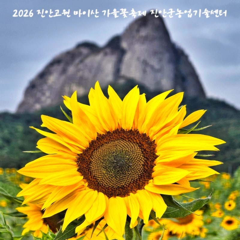 진안 가볼만한곳 마이산 가을꽃 축제 진안농업기술센터