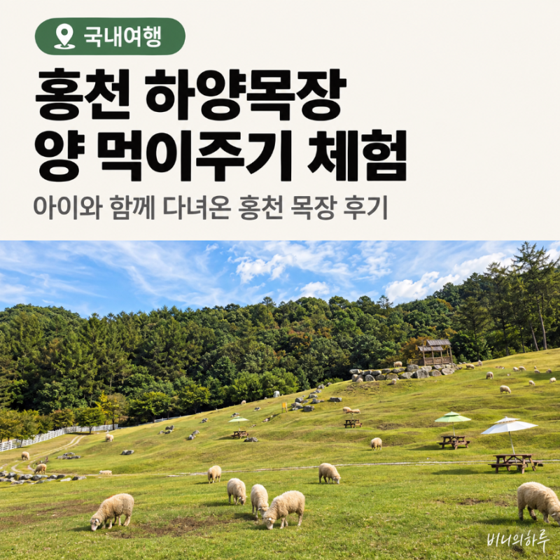 강원도 홍천 아이와 가볼만한곳 하양목장 | 넓은 들판에서 양 먹이주기 체험 솔직 후기