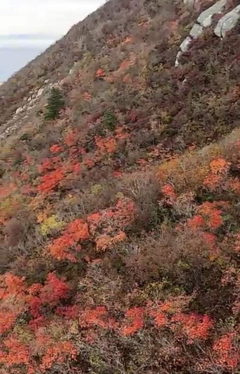 [2026 설악산 단풍 실시간] 남설악-대청봉-봉정암-천불동계곡 27.3km 공룡능선/중청 단풍 현황 ....