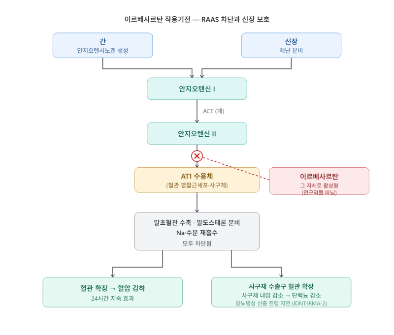 이르베사르탄(Irbesartan) / 아프로벨.본태성고혈압.당뇨병환자의 신장병.