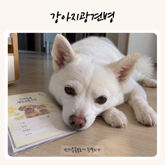강아지 광견병 주사 언제 맞을까? 부평구 접종 시기와 비용