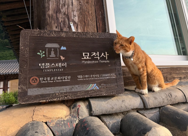Myojeoksa Temple Stay - A 2-Day 'Cat-Filled' Temple Stay
