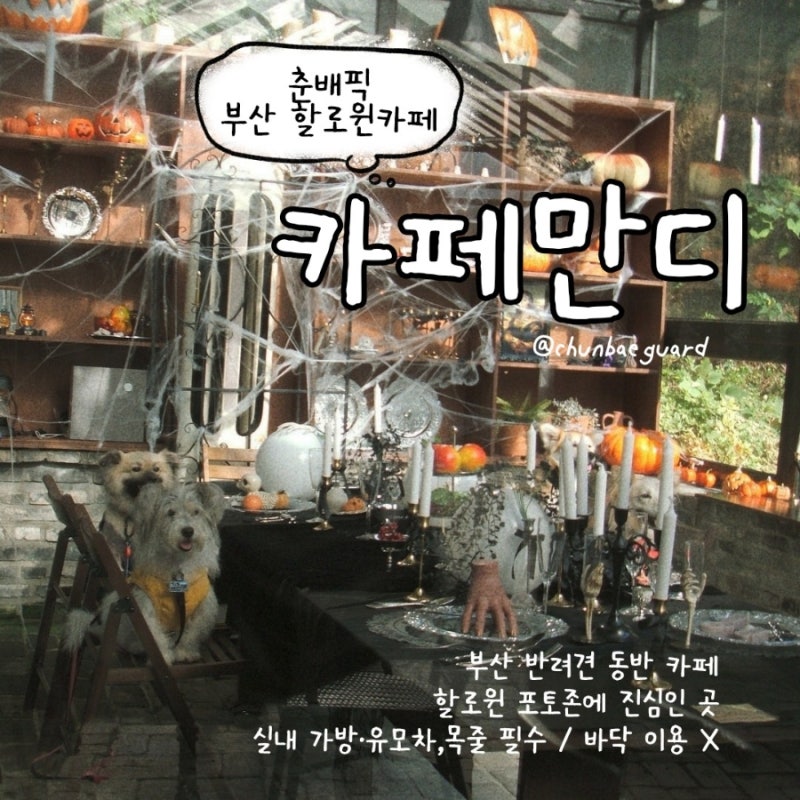 부산 할로윈 카페 만디｜애견동반가능