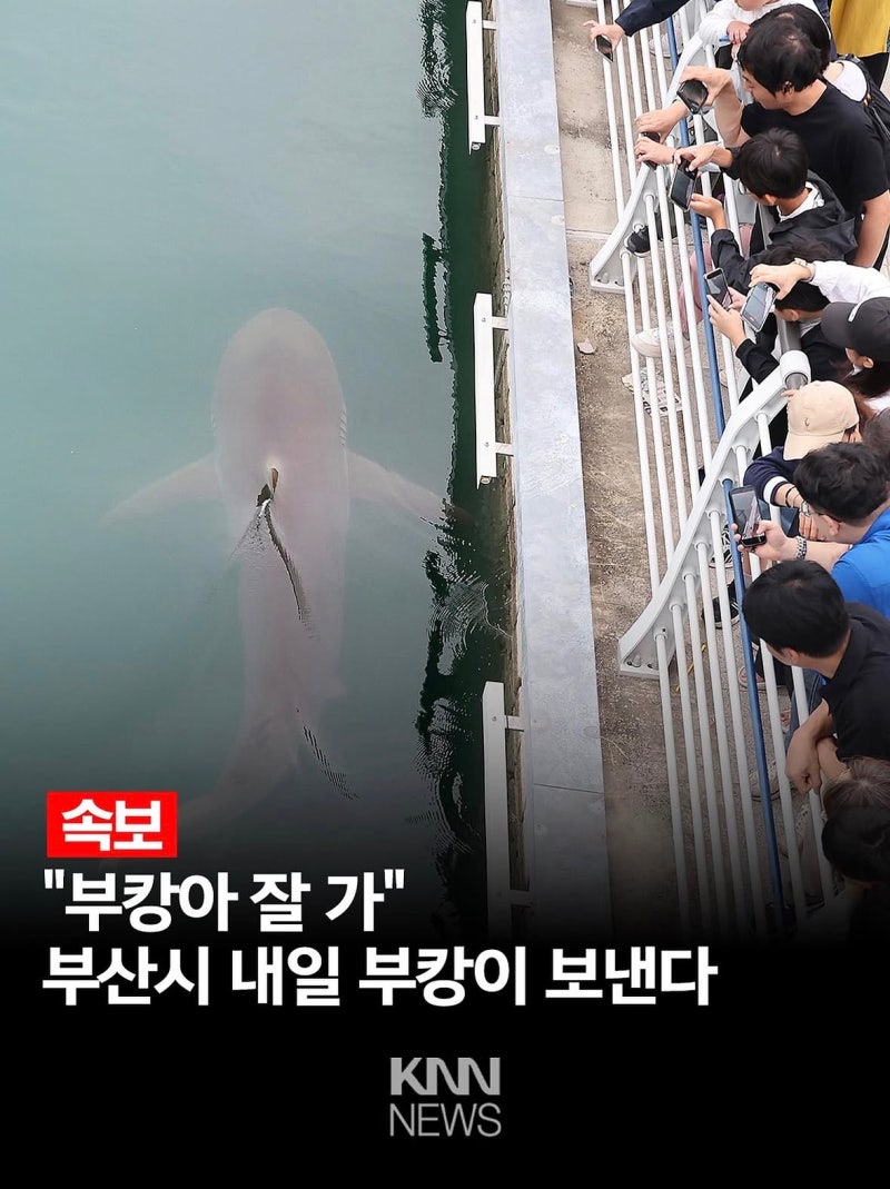 부산 북항 상어 부캉이 내일 바다로 돌아간다｜29일 방류 작전 총정리