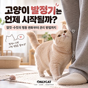 고양이 발정기는 언제 시작될까? 암컷·수컷 행동과 관리 방법