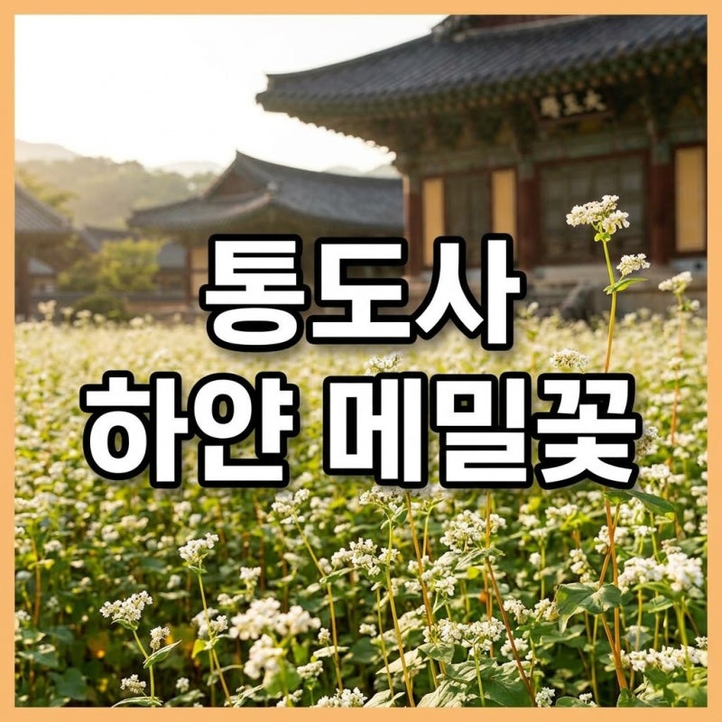 양산 통도사 메밀밭 개화시기 주차 꿀팁 총정리