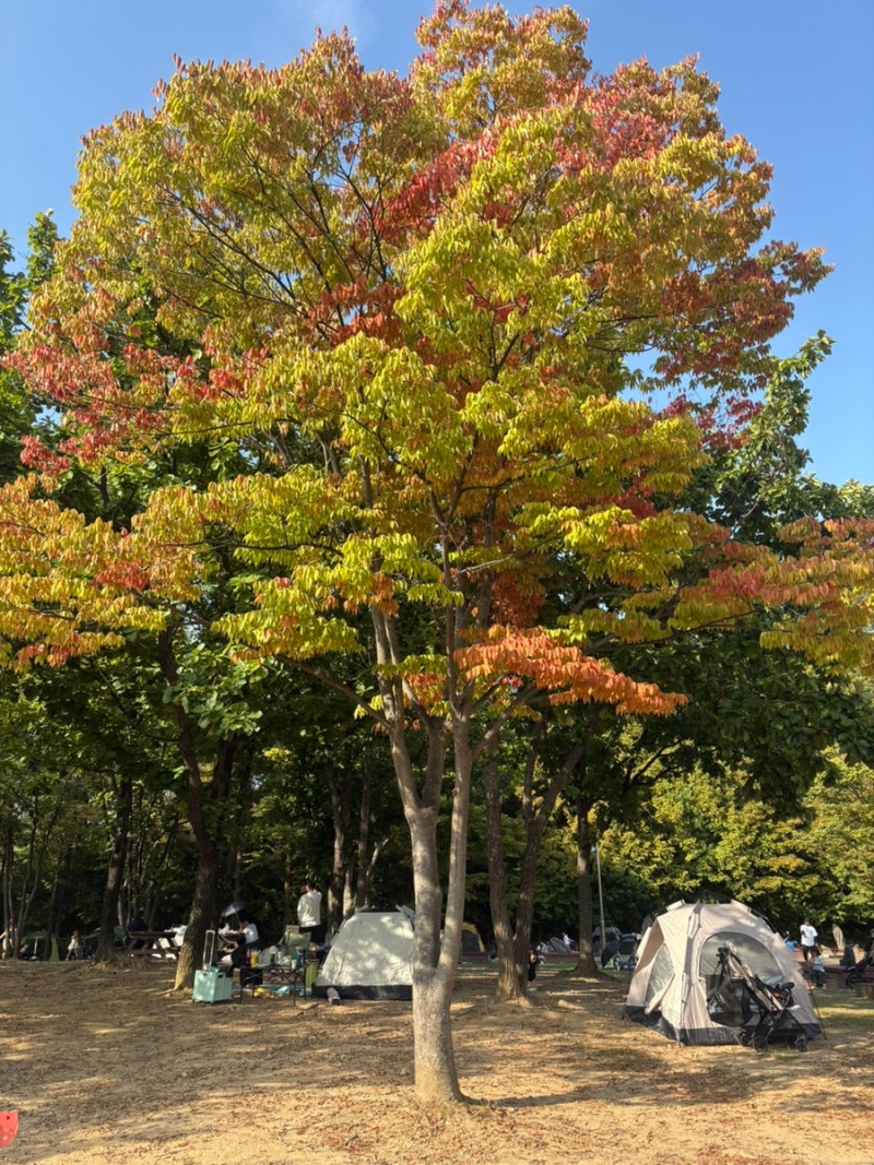 인천대공원 피크닉 후기 주차비 그늘막 텐트 자리 편의점 라면까지