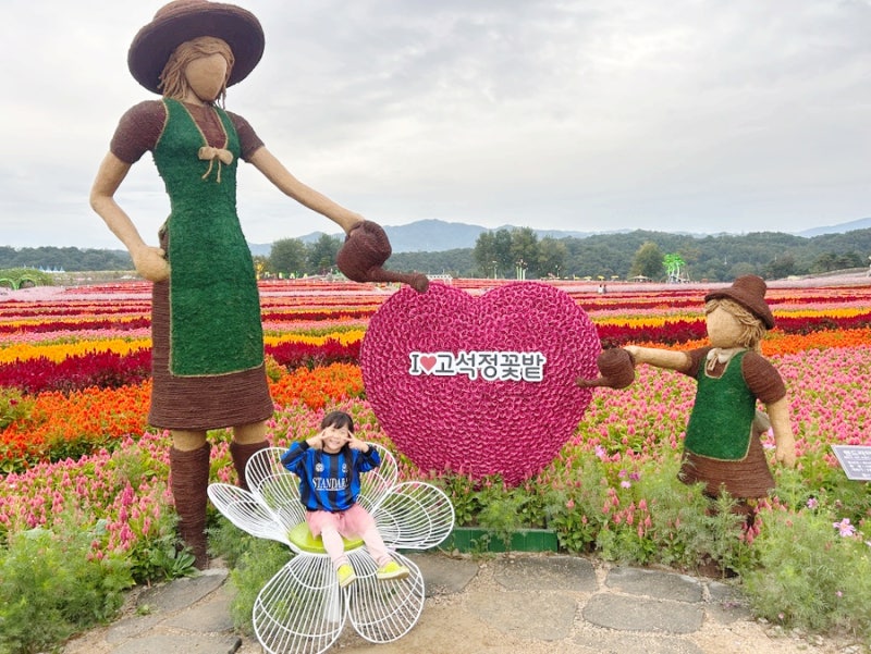 강원도 철원 가볼만한곳 고석정 꽃밭 가을 꽃 축제 실시간 현황