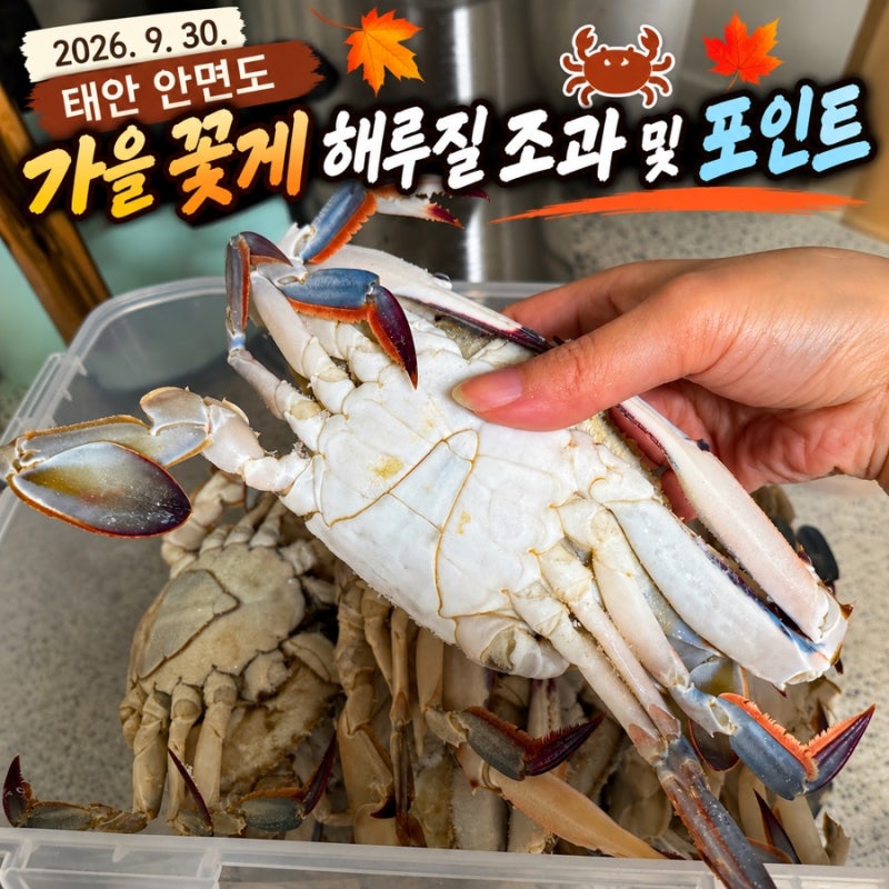 2026년 9월 30일 태안 안면도 가을 꽃게 해루질 조과 및 포인트