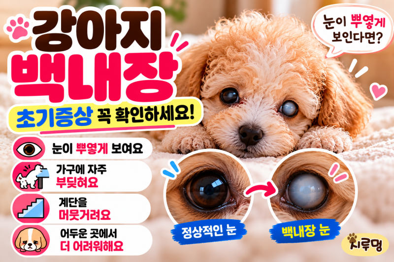 강아지 백내장 초기증상｜눈이 뿌옇게 보인다면 확인하세요