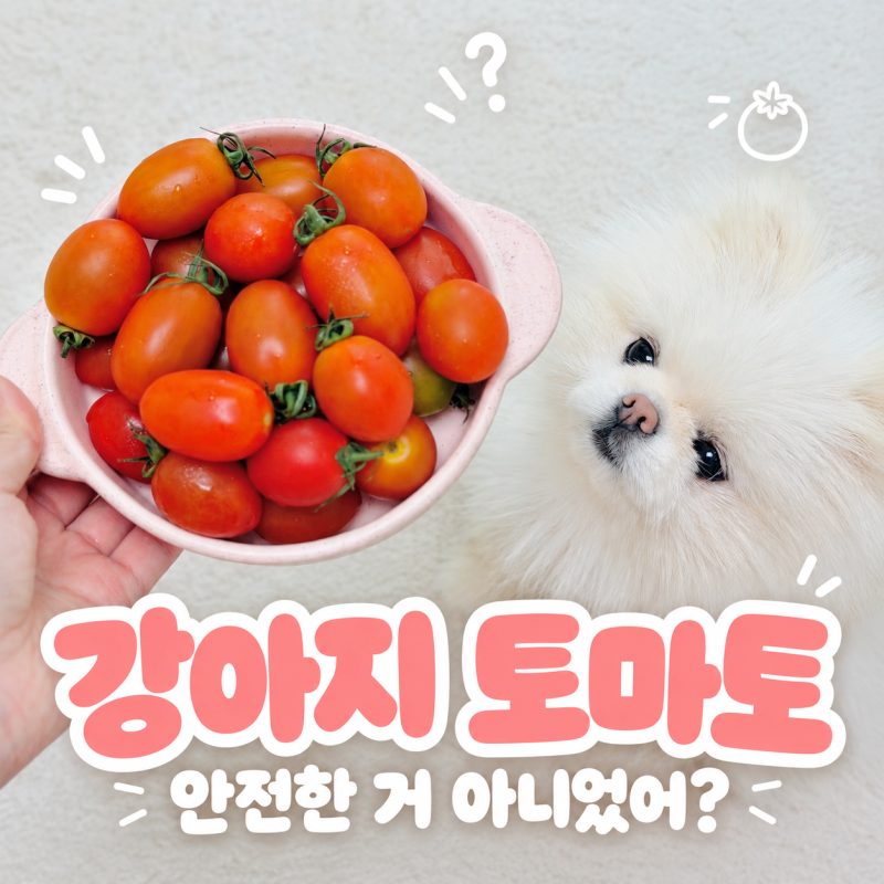 강아지 토마토 방울토마토 안전한 거 아니었어? 제대로 알고 주기