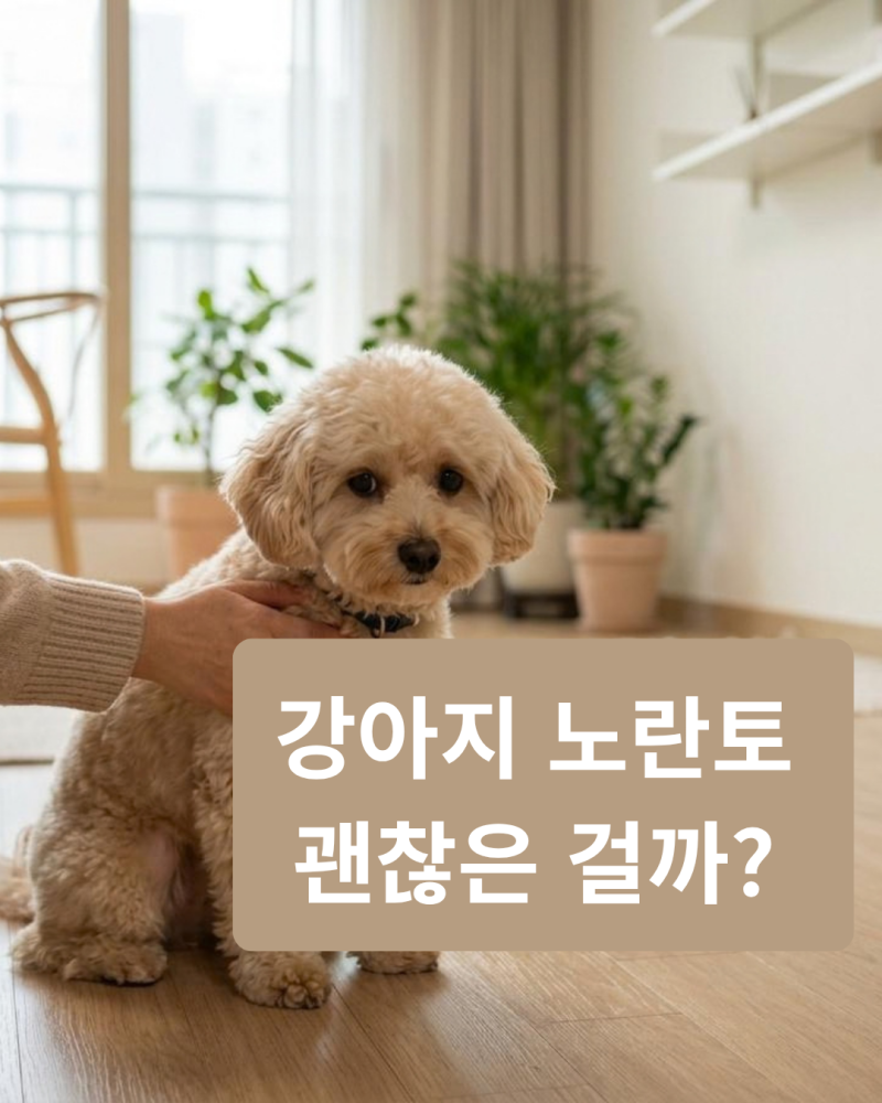 강아지 노란 거품토 원인, 공복 때문일까? 꼭 확인할 증상