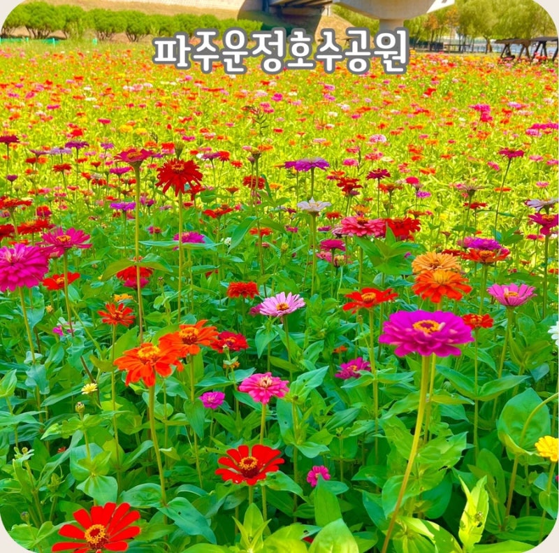 파주 운정호수공원 백일홍 국화 가을 꽃밭 불꽃축제 나들이