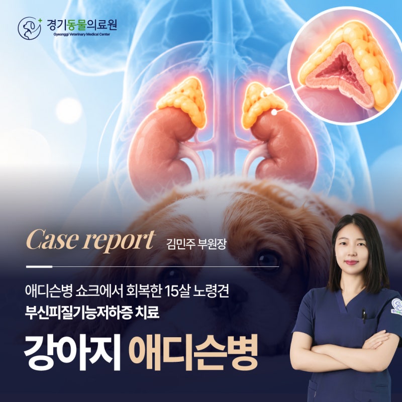 강아지 부신피질기능저하증 치료, 애디슨병 쇼크에서 회복한 15살 노령견, 경기동물의료원 (....