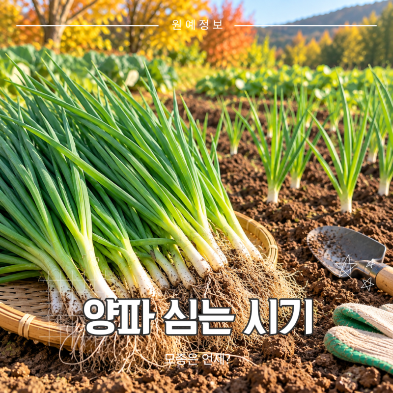 양파 심는 시기 모종은 언제 심어야 할까