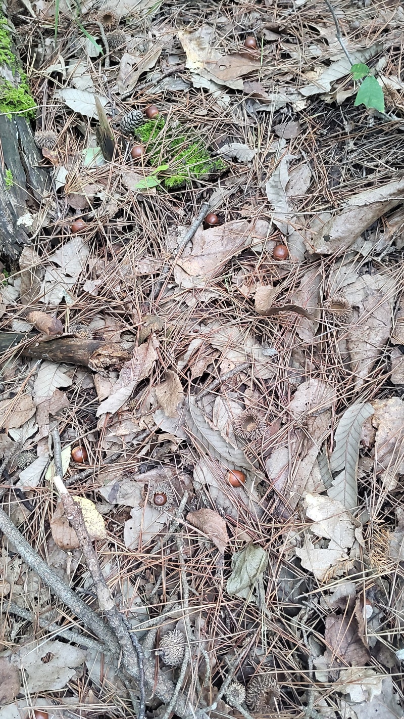 산에서 주운 도토리, 도토리 껍질 까는 방법, 보관법