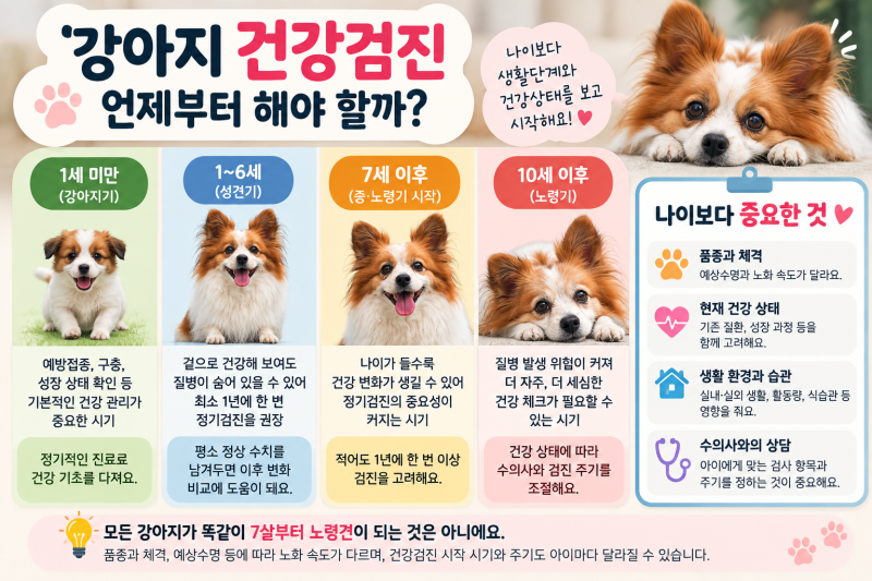 강아지 건강검진 언제부터 해야 할까? 7살부터 매년 검진하는 10살 쵹이