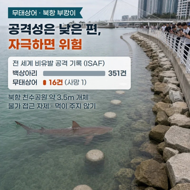 무태상어 부캉이, 발견 시 대처 및 바다로 돌아갈 여정 정리