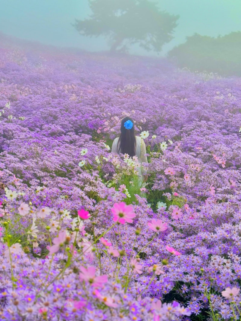 경북 문경 가볼만한곳 봉천사 개미취 축제 실시간 입장료