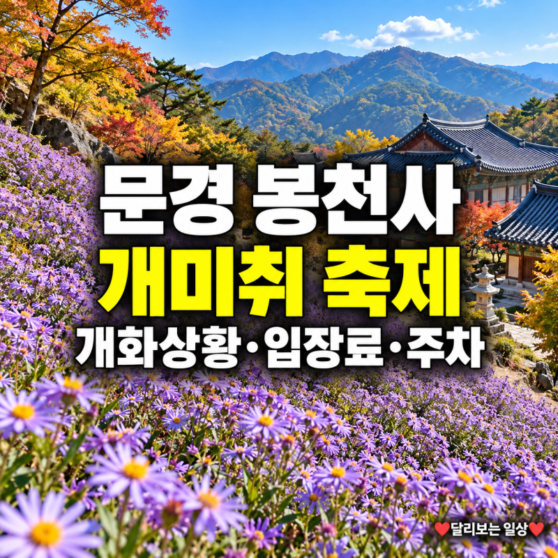 문경 봉천사에서 만나는 개미취 풍경 개화상황, 입장료·주차·사진 명소 총정리