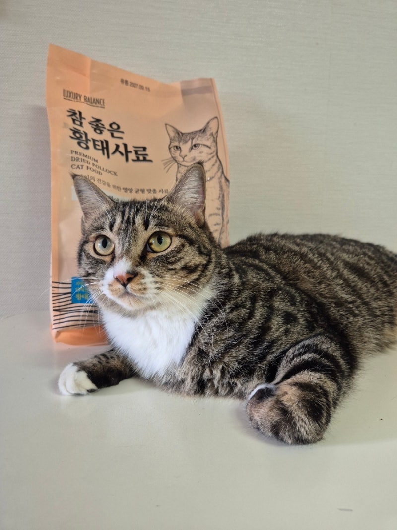럭셔리발란스 참좋은 고양이 황태사료 직접 먹여본 솔직 후기