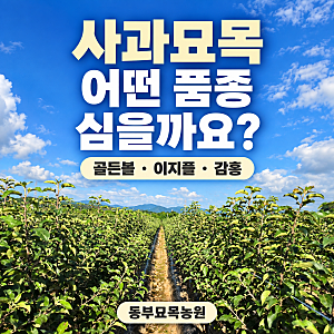 사과묘목, 어떤 품종을 심을까요? 골든볼·이지플·감홍 이야기