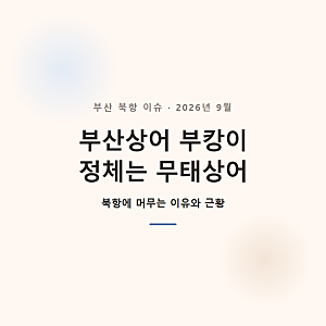 부산상어 부캉이 정체는? 무태상어 북항에 머무는 이유·근황 총정리