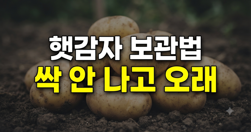 햇감자 보관법 완벽 정리: 싹 안 나고 오래 먹는 실온·냉장 보관 팁
