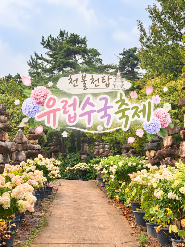 대구 근교 가을 나들이, 합천 천불천탑 유럽수국 꽃축제 보러 다녀왔어요