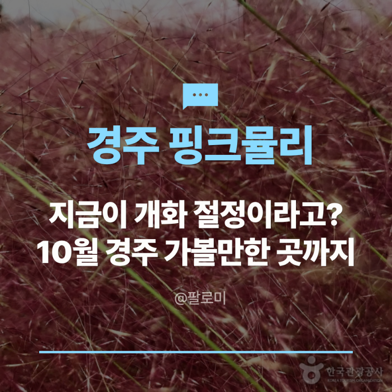 경주 핑크뮬리 개화 시기 지금이 절정이에요, 10월 경주 가볼만한 곳까지 같이