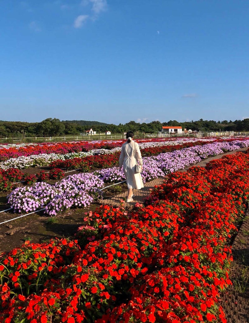 Jeju East Coast Attractions: Jeju Eco Land Theme Park Admission Fees