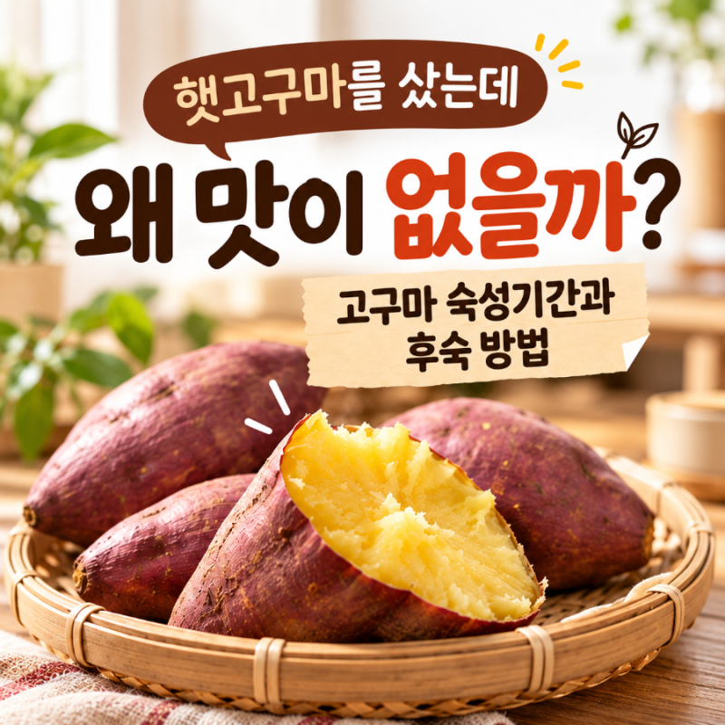 햇고구마가 맛없는 이유, 고구마 숙성기간과 후숙 방법