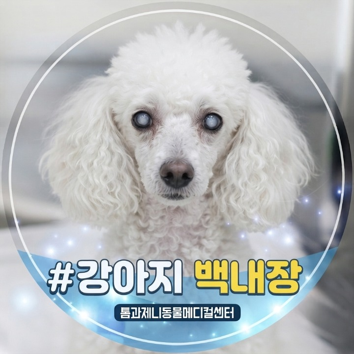 강아지 백내장과 녹내장 증상 차이, 치료는 어떻게 할까?