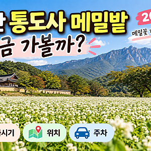 양산 통도사 메밀밭 지금 가볼까?｜2026 메밀꽃 개화·위치·주차 총정리