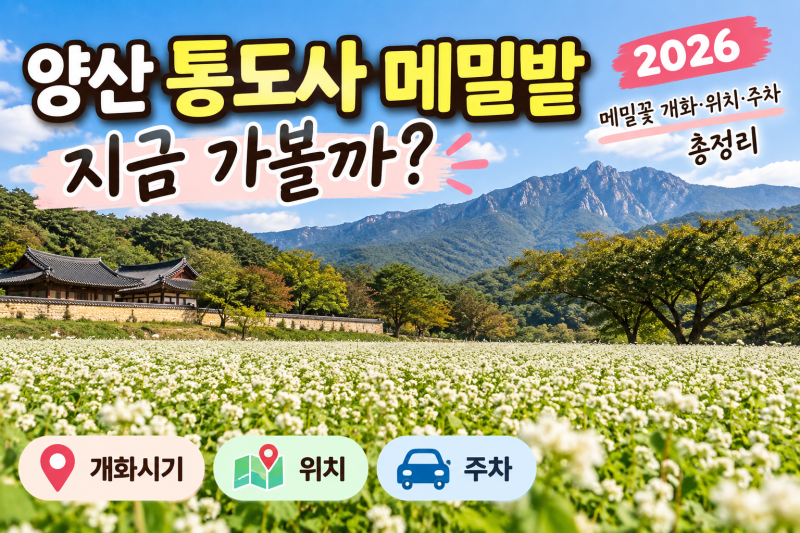 양산 통도사 메밀밭 지금 가볼까?｜2026 메밀꽃 개화·위치·주차 총정리