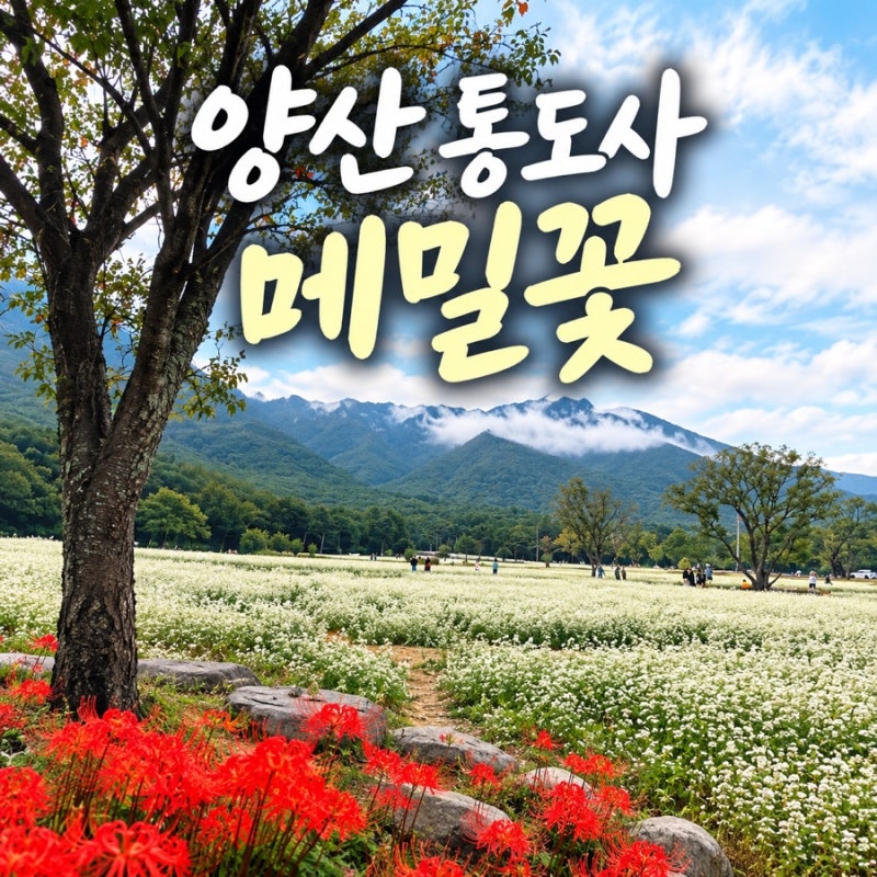 양산 통도사 메밀꽃 개화상태, 극락암 메밀꽃밭 위치 주차