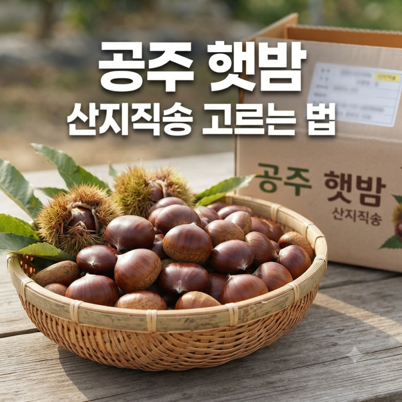2026 햇밤 나오는 시기, 공주 햇밤 산지직송 고르는 법